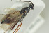  ( - HYMNI1438)  @11 [ ] CreativeCommons - Attribution Non-Commercial Share-Alike (2016) Arnstein Staverlokk Norwegian Institute of Nature Research