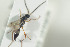  ( - HYMNI1451)  @11 [ ] CreativeCommons - Attribution Non-Commercial Share-Alike (2016) Arnstein Staverlokk Norwegian Institute of Nature Research