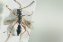  ( - HYMNI1452)  @11 [ ] CreativeCommons - Attribution Non-Commercial Share-Alike (2016) Arnstein Staverlokk Norwegian Institute of Nature Research