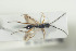  ( - HYMNI1469)  @11 [ ] CreativeCommons - Attribution Non-Commercial Share-Alike (2016) Arnstein Staverlokk Norwegian Institute of Nature Research