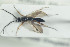  ( - HYMNI1472)  @12 [ ] CreativeCommons - Attribution Non-Commercial Share-Alike (2016) Arnstein Staverlokk Norwegian Institute of Nature Research