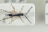  ( - HYMNI1486)  @11 [ ] CreativeCommons - Attribution Non-Commercial Share-Alike (2016) Arnstein Staverlokk Norwegian Institute of Nature Research