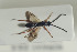  (Exallonyx crenicornis - HYMNI1489)  @12 [ ] CreativeCommons - Attribution Non-Commercial Share-Alike (2016) Arnstein Staverlokk Norwegian Institute of Nature Research