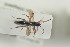  ( - HYMNI1492)  @11 [ ] CreativeCommons - Attribution Non-Commercial Share-Alike (2016) Arnstein Staverlokk Norwegian Institute of Nature Research