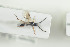  ( - HYMNI1493)  @11 [ ] CreativeCommons - Attribution Non-Commercial Share-Alike (2016) Arnstein Staverlokk Norwegian Institute of Nature Research