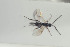  ( - HYMNI1500)  @12 [ ] CreativeCommons - Attribution Non-Commercial Share-Alike (2016) Arnstein Staverlokk Norwegian Institute of Nature Research
