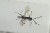  ( - HYMNI1502)  @12 [ ] CreativeCommons - Attribution Non-Commercial Share-Alike (2016) Arnstein Staverlokk Norwegian Institute of Nature Research
