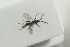 ( - HYMNI1503)  @11 [ ] CreativeCommons - Attribution Non-Commercial Share-Alike (2016) Arnstein Staverlokk Norwegian Institute of Nature Research