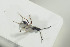  (Exallonyx confusus - HYMNI1506)  @13 [ ] CreativeCommons - Attribution Non-Commercial Share-Alike (2016) Arnstein Staverlokk Norwegian Institute of Nature Research