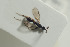  ( - HYMNI1507)  @11 [ ] CreativeCommons - Attribution Non-Commercial Share-Alike (2016) Arnstein Staverlokk Norwegian Institute of Nature Research