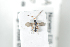  ( - HYMNI2487)  @11 [ ] CreativeCommons - Attribution Non-Commercial Share-Alike (2018) Arnstein Staverlokk Norwegian Institute of Nature Research