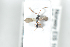  ( - HYMNI2488)  @11 [ ] CreativeCommons - Attribution Non-Commercial Share-Alike (2018) Arnstein Staverlokk Norwegian Institute of Nature Research