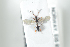  ( - HYMNI2490)  @13 [ ] CreativeCommons - Attribution Non-Commercial Share-Alike (2018) Arnstein Staverlokk Norwegian Institute of Nature Research