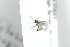  (Nothoserphus - HYMNI2509)  @11 [ ] CreativeCommons - Attribution Non-Commercial Share-Alike (2018) Arnstein Staverlokk Norwegian Institute of Nature Research
