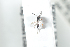  ( - HYMNI2510)  @11 [ ] CreativeCommons - Attribution Non-Commercial Share-Alike (2018) Arnstein Staverlokk Norwegian Institute of Nature Research