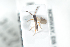  ( - HYMNI2515)  @11 [ ] CreativeCommons - Attribution Non-Commercial Share-Alike (2018) Arnstein Staverlokk Norwegian Institute of Nature Research