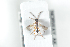  ( - HYMNI2516)  @11 [ ] CreativeCommons - Attribution Non-Commercial Share-Alike (2018) Arnstein Staverlokk Norwegian Institute of Nature Research