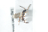  ( - HYMNI2517)  @12 [ ] CreativeCommons - Attribution Non-Commercial Share-Alike (2018) Arnstein Staverlokk Norwegian Institute of Nature Research