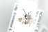 ( - HYMNI2524)  @11 [ ] CreativeCommons - Attribution Non-Commercial Share-Alike (2018) Arnstein Staverlokk Norwegian Institute of Nature Research