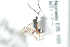 ( - HYMNI2529)  @12 [ ] CreativeCommons - Attribution Non-Commercial Share-Alike (2018) Arnstein Staverlokk Norwegian Institute of Nature Research