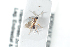  ( - HYMNI2530)  @11 [ ] CreativeCommons - Attribution Non-Commercial Share-Alike (2018) Arnstein Staverlokk Norwegian Institute of Nature Research