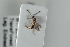 ( - HYMNI2532)  @11 [ ] CreativeCommons - Attribution Non-Commercial Share-Alike (2018) Arnstein Staverlokk Norwegian Institute of Nature Research