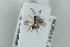  ( - HYMNI2534)  @11 [ ] CreativeCommons - Attribution Non-Commercial Share-Alike (2018) Arnstein Staverlokk Norwegian Institute of Nature Research