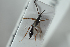  ( - HYMNI2542)  @12 [ ] CreativeCommons - Attribution Non-Commercial Share-Alike (2018) Arnstein Staverlokk Norwegian Institute of Nature Research