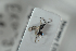  ( - HYMNI2543)  @11 [ ] CreativeCommons - Attribution Non-Commercial Share-Alike (2018) Arnstein Staverlokk Norwegian Institute of Nature Research