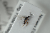  ( - HYMNI2548)  @11 [ ] CreativeCommons - Attribution Non-Commercial Share-Alike (2018) Arnstein Staverlokk Norwegian Institute of Nature Research