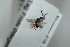  ( - HYMNI2549)  @11 [ ] CreativeCommons - Attribution Non-Commercial Share-Alike (2018) Arnstein Staverlokk Norwegian Institute of Nature Research