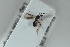  ( - HYMNI2550)  @11 [ ] CreativeCommons - Attribution Non-Commercial Share-Alike (2018) Arnstein Staverlokk Norwegian Institute of Nature Research