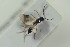  ( - HYMNI1508)  @12 [ ] CreativeCommons - Attribution Non-Commercial Share-Alike (2016) Arnstein Staverlokk Norwegian Institute of Nature Research