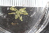  ( - Sletvik2016_78)  @11 [ ] CreativeCommons - Attribution Non-Commercial Share-Alike (2016) University of Bergen Natural History Collections