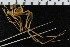  ( - ZMBN_104930)  @11 [ ] CreativeCommons - Attribution Non-Commercial Share-Alike (2016) University of Bergen Natural History Collections