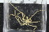  ( - ZMBN_104931)  @11 [ ] CreativeCommons - Attribution Non-Commercial Share-Alike (2016) University of Bergen Natural History Collections