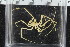  ( - ZMBN_104931)  @11 [ ] CreativeCommons - Attribution Non-Commercial Share-Alike (2016) University of Bergen Natural History Collections
