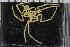  ( - ZMBN_104932)  @11 [ ] CreativeCommons - Attribution Non-Commercial Share-Alike (2016) University of Bergen Natural History Collections