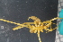  ( - ZMBN_104959)  @11 [ ] CreativeCommons - Attribution Non-Commercial Share-Alike (2016) University of Bergen Natural History Collections