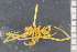  ( - ZMBN_104959)  @11 [ ] CreativeCommons - Attribution Non-Commercial Share-Alike (2016) University of Bergen Natural History Collections