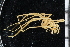  ( - ZMBN_104961)  @11 [ ] CreativeCommons - Attribution Non-Commercial Share-Alike (2016) University of Bergen Natural History Collections