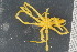  ( - ZMBN_104962)  @11 [ ] CreativeCommons - Attribution Non-Commercial Share-Alike (2016) University of Bergen Natural History Collections