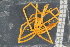  ( - ZMBN_104964)  @11 [ ] CreativeCommons - Attribution Non-Commercial Share-Alike (2016) University of Bergen Natural History Collections