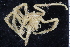 ( - ZMBN_104965)  @11 [ ] CreativeCommons - Attribution Non-Commercial Share-Alike (2016) University of Bergen Natural History Collections