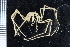  ( - ZMBN_104971)  @11 [ ] CreativeCommons - Attribution Non-Commercial Share-Alike (2016) University of Bergen Natural History Collections