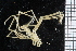  ( - ZMBN_104972)  @11 [ ] CreativeCommons - Attribution Non-Commercial Share-Alike (2016) University of Bergen Natural History Collections