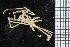  ( - ZMBN_104972)  @11 [ ] CreativeCommons - Attribution Non-Commercial Share-Alike (2016) University of Bergen Natural History Collections