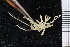  ( - ZMBN_104973)  @11 [ ] CreativeCommons - Attribution Non-Commercial Share-Alike (2016) University of Bergen Natural History Collections