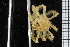  ( - ZMBN_104975)  @11 [ ] CreativeCommons - Attribution Non-Commercial Share-Alike (2016) University of Bergen Natural History Collections