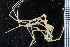  ( - ZMBN_104976)  @11 [ ] CreativeCommons - Attribution Non-Commercial Share-Alike (2016) University of Bergen Natural History Collections